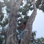 A Gaharu hunter perched between two brances of our tree