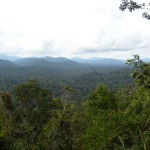 Plenty of agarwood trees in the jungles of the Pahang-Kelantan border (in the horizon). But very difficult to penetrate.